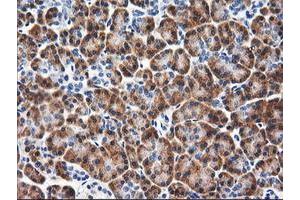 Immunohistochemical staining of paraffin-embedded Human pancreas tissue using anti-RGS16 mouse monoclonal antibody.