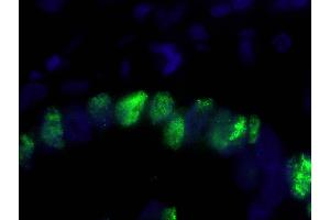 Immunofluorescence (IF) image for anti-Proliferating Cell Nuclear Antigen (PCNA) (C-Term) antibody (ABIN7448997) (PCNA antibody  (C-Term))