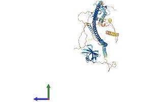 AlphaFold protein structure predicition of Mouse Recombinant Dixdc1 Protein, UniprotID Q80Y83 (DIXDC1 Protein (AA 1-711) (His tag))