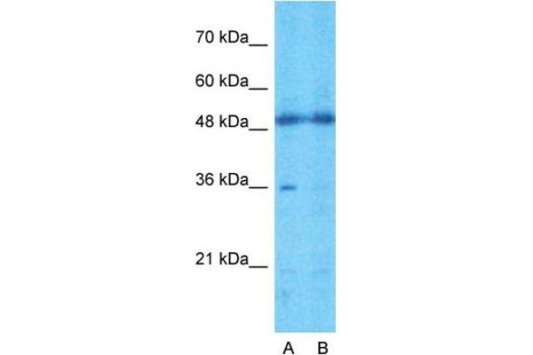TMEM30A antibody  (Middle Region)