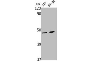 Western Blot analysis of NIH-3T3 HT29 cells using Wnt-1 Polyclonal Antibody (WNT1 antibody  (C-Term))