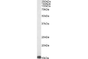 Western Blotting (WB) image for anti-Peripheral-Type Benzodiazepine Receptor (TSPO) (C-Term) antibody (ABIN185697)
