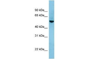 WB Suggested Anti-SHB Antibody Titration: 0. (SHB antibody  (N-Term))