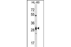 PLEKHF2 Antibody (Center) (ABIN1538585 and ABIN2848510) western blot analysis in HL-60 cell line lysates (35 μg/lane). (PLEKHF2 antibody  (AA 71-98))