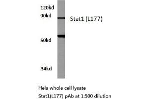 Western blot (WB) analysis of Stat1 antibody in extracts from hela cells. (STAT1 antibody)