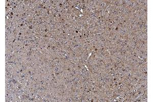IHC analysis of TORC1/CRTC1 using anti-TORC1/CRTC1 antibody (ABIN7602801).