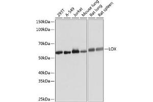 Western blot analysis of extracts of various cell lines, using LOX Rabbit mAb (ABIN7268347) at 1:1000 dilution. (LOX antibody)