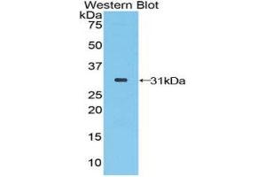 Western Blotting (WB) image for anti-STAM Binding Protein (STAMBP) (AA 126-368) antibody (ABIN1860643) (STAMBP antibody  (AA 126-368))