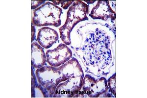 TXNDC15 Antibody (C-term) (ABIN657379 and ABIN2846424) immunohistochemistry analysis in formalin fixed and paraffin embedded human kidney tissue followed by peroxidase conjugation of the secondary antibody and DAB staining.