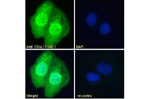 Immunofluorescence (IF) image for anti-NK2 Homeobox 5 (NKX2-5) (Internal Region) antibody (ABIN570994)