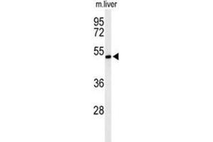 Western blot analysis of ZDHHC9 Antibody (C-term) in mouse liver tissue lysates (35 µg/lane). (ZDHHC9 antibody  (C-Term))
