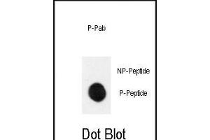 Dot blot analysis of anti-Phospho-MEK1-p Antibody (ABIN389995 and ABIN2839772) on nitrocellulose membrane. (MEK1 antibody  (pSer222))