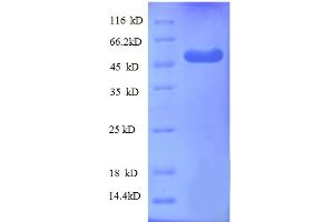 SDS-PAGE (SDS) image for WD Repeat Domain 1 (WDR1) (AA 189-461), (partial) protein (GST tag) (ABIN5712391)