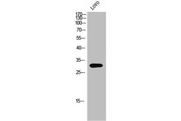 OR8K3 Antikörper  (C-Term)