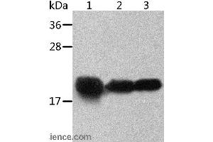 Western blot analysis of Mouse heart and human chromaffin cell tumor tissue, mouse muscle tissue, using CRYAB Polyclonal Antibody at dilution of 1:500 (CRYAB antibody)