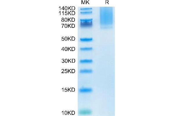 GPC1 Protein (AA 24-530) (His tag)