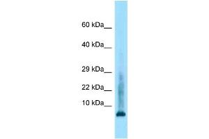 WB Suggested Anti-Hist2h4 Antibody Titration: 1. (Histone Cluster 2, H4a (HIST2H4A) (Middle Region) antibody)