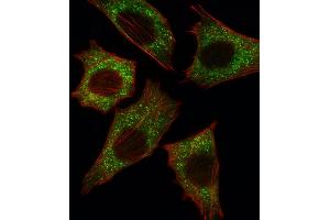 Fluorescent image of C2C12 cell stained with BRAF Antibody (Center) (ABIN392246 and ABIN2841936). (SNRPE antibody  (AA 424-453))