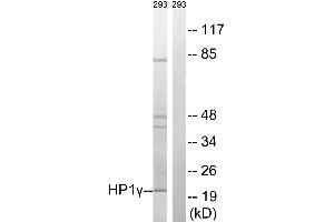 Western blot analysis of extracts from 293 cells, using HP1γ (Ab-93) antibody. (CBX3 antibody  (Ser93))