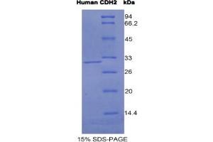 SDS-PAGE analysis of Human Cadherin, Neuronal Protein. (N-Cadherin Protein)