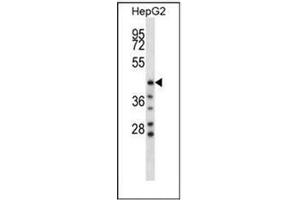 Western blot analysis of HYAL1 / Hyaluronidase-1 Antibody (C-term) in HepG2 cell line lysates (35ug/lane).