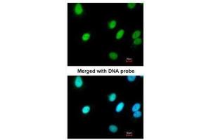 ICC/IF Image Immunofluorescence analysis of paraformaldehyde-fixed A549, using RFC4, antibody at 1:200 dilution. (RFC4 antibody)