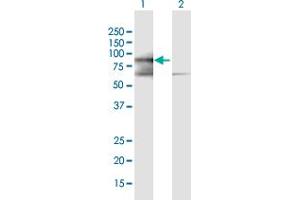 Western Blot analysis of PRICKLE3 expression in transfected 293T cell line by PRICKLE3 MaxPab polyclonal antibody. (PRICKLE3 antibody  (AA 1-615))