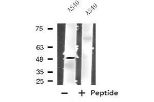 Western blot analysis of extracts from A549 cells using GPR83 antibody. (GPR83 antibody  (N-Term))
