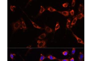 Immunofluorescence analysis of NIH-3T3 cells using PTPN13 Polyclonal Antibody at dilution of 1:100 (40x lens). (PTPN13 antibody)