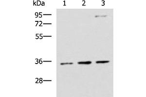 Western blot analysis of HepG2 A431 and Raji cell lysates using STX5 Polyclonal Antibody at dilution of 1:1000 (Syntaxin 5 antibody)