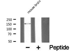 Western blot analysis of extracts from mouse brain, using PARD3 antibody. (PARD3 antibody  (C-Term))