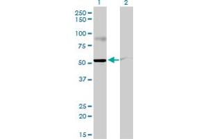 Western Blotting (WB) image for anti-Double-stranded RNA-binding protein Staufen homolog 2 (STAU2) (AA 2-90) antibody (ABIN565316)