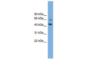 WIPF2 antibody used at 1 ug/ml to detect target protein. (WIPF2 antibody  (Middle Region))