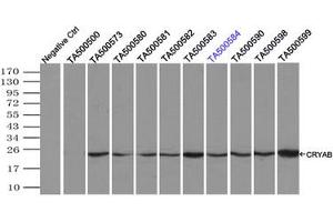 Image no. 4 for anti-Crystallin, alpha B (CRYAB) antibody (ABIN1497648)