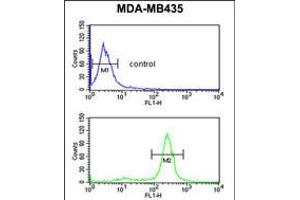 Flow cytometric analysis of MDA-MB435 cells (bottom histogram) compared to a negative control cell (top histogram). (PRKAA1 antibody)