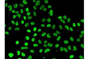 Immunofluorescence analysis of A549 cell using DNMT3L antibody. (DNMT3L antibody)