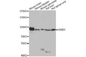 Western blot analysis of extracts of various cell lines, using GRID1 antibody. (GRID1 antibody  (AA 880-1009))