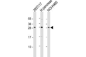 COMTD1 antibody  (C-Term)