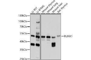 RUNX1 antibody  (AA 221-480)