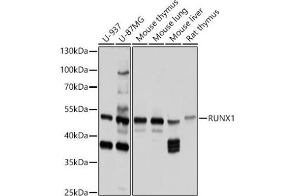 RUNX1 antibody  (AA 221-480)