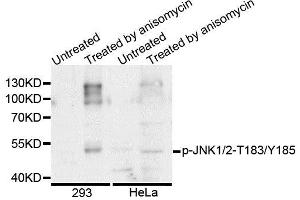 Western blot analysis of extracts of various cell lines, using Phospho-JNK1/2-T183/Y185 antibody (ABIN5995587). (JNK1/2 antibody  (pThr183, pTyr185))
