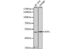 Western blot analysis of extracts of various cell lines using TPP1 Polyclonal Antibody at dilution of 1:1000. (TPP1 antibody)