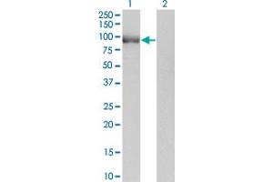 Western Blot analysis of POU2F1 expression in transfected 293T cell line by POU2F1 monoclonal antibody (M08), clone 1E12. (POU2F1 antibody  (AA 1-743))