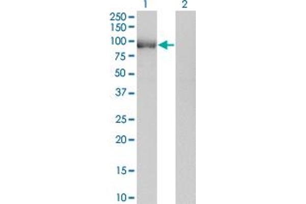 POU2F1 antibody  (AA 1-743)