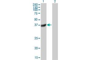 Western Blot analysis of DUSP11 expression in transfected 293T cell line by DUSP11 MaxPab polyclonal antibody. (DUSP11 antibody  (AA 1-330))