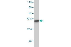 TAF1A antibody  (AA 1-100)