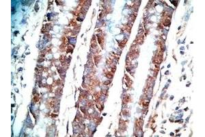 Human colon tissue was stained by Rabbit AntiPYY (3-36)-Gly (R,M,C,P) Antiserum (Peptide YY (PYY) -Gly (AA 3-36) antibody)