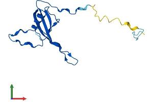 AlphaFold protein structure predicition of Mouse Recombinant Mrpl23 Protein, UniprotID O35972 (MRPL23 Protein (AA 1-146) (His tag))