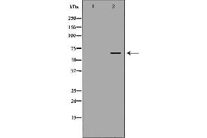 Western blot analysis of extracts of kidney, using NUMBL antibody. (NUMBL antibody  (C-Term))