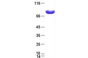 Validation with Western Blot (PLA2G4D Protein (Myc-DYKDDDDK Tag))